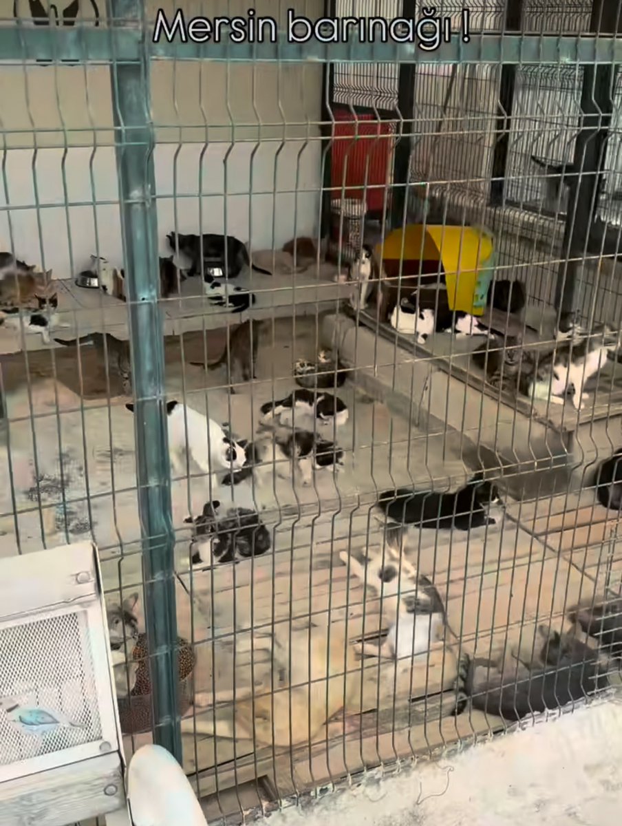 Mersin ve Ankara barınaklarında akıl almaz sayıda sağlıklı kedi tutuluyor. Ve Türkiye genelinde birçok sağlıklı kedi tutulmasına bu ikisi sebep oluyor. Yüzlerce kedi. Bunlardan gören uyguluyor.