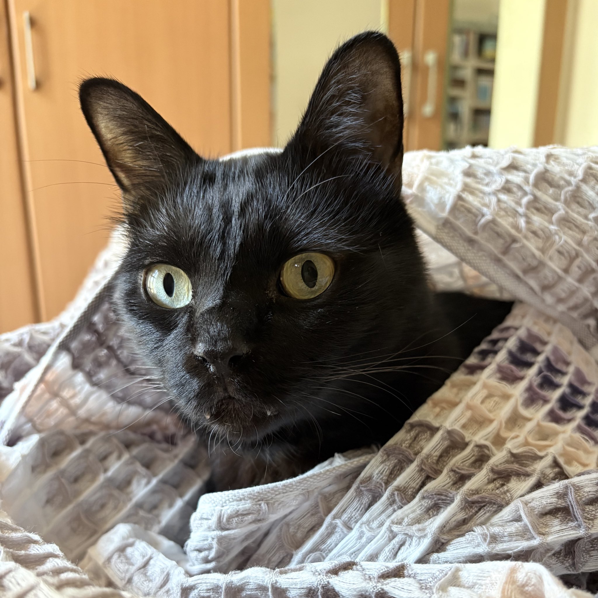 黒猫ジジさん on X: 