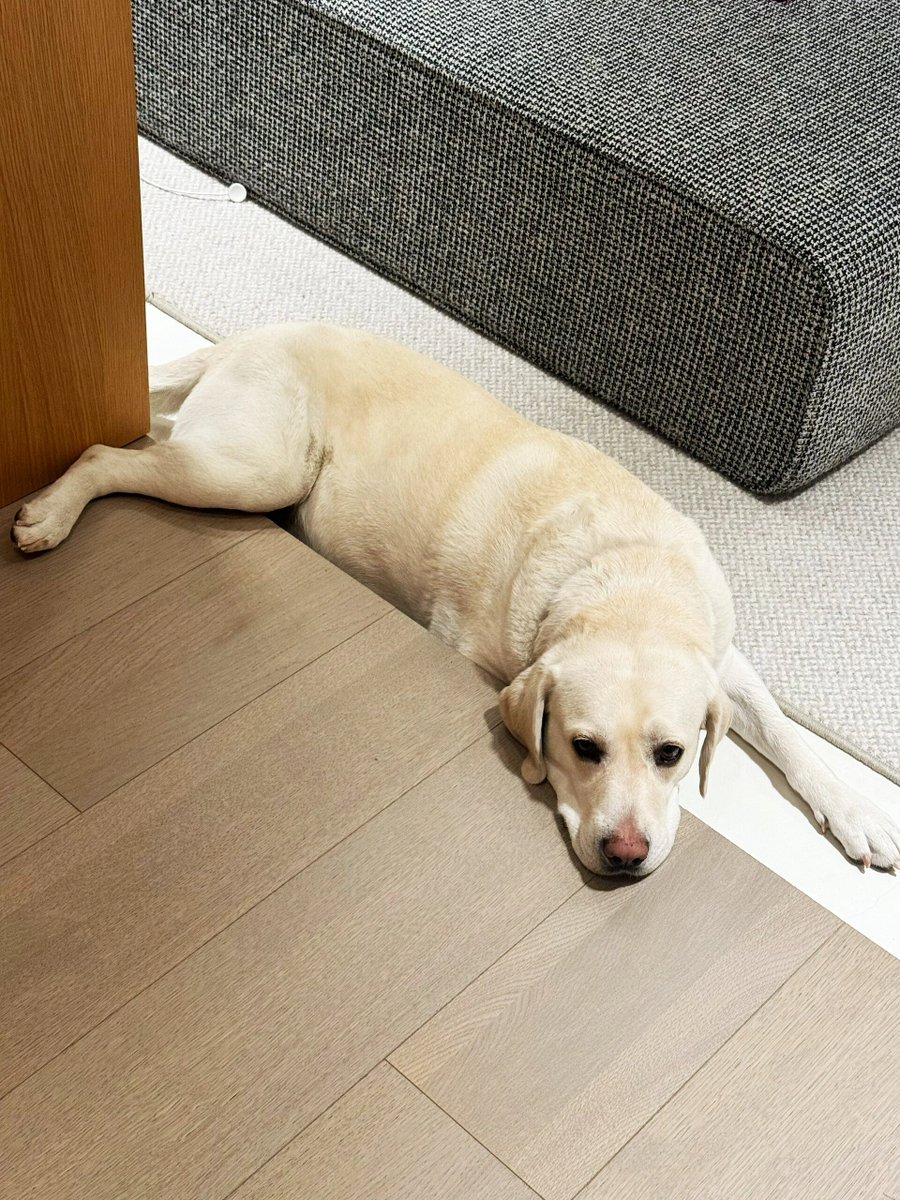 his lazy Labrador is completely immersed in a relaxing night😴🐾 Its chill vibe is the perfect picture of a peaceful evening🌙#Labrador #Dog #LazyVibes #NightTime