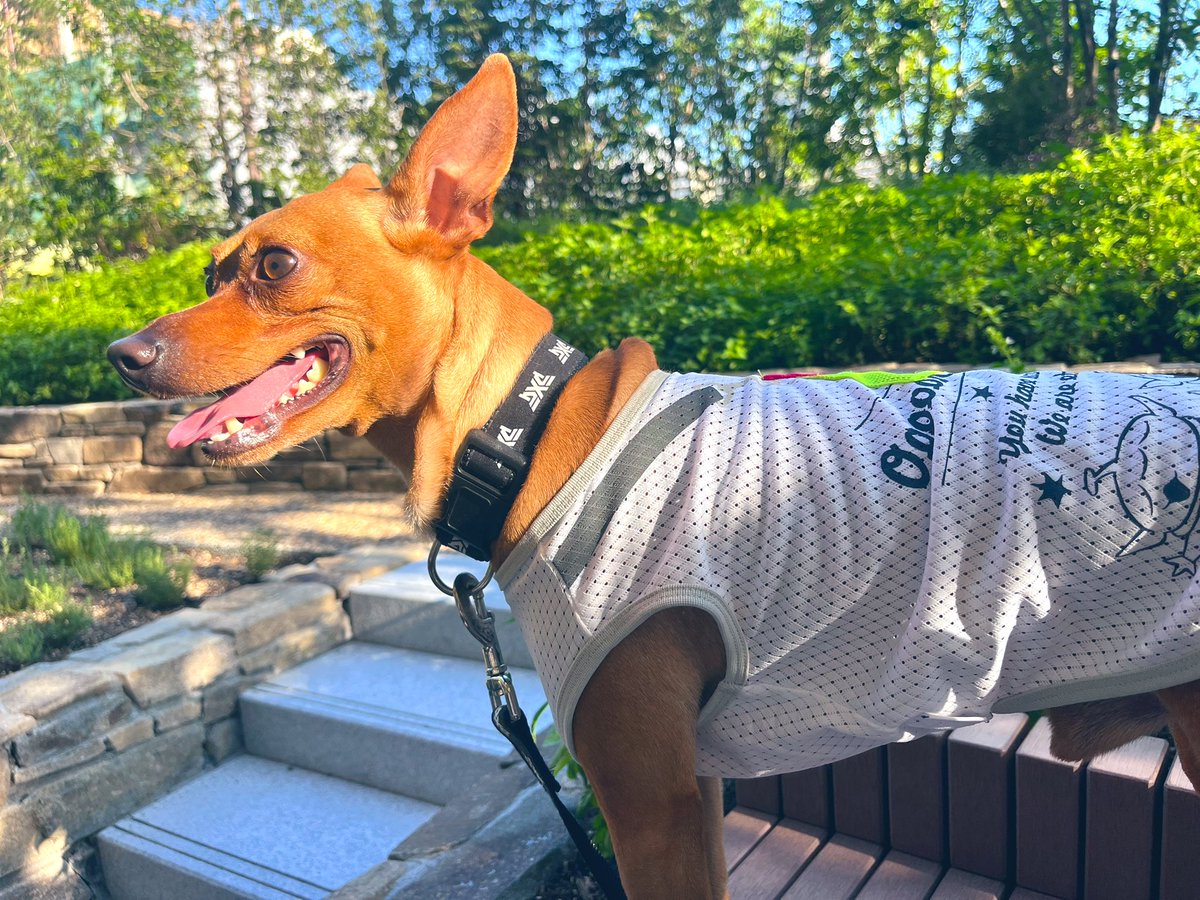 #セクマイさんと繋がりたい 
#ボーイッシュ好きは居ませんか
#犬まで愛してくれる人がいい
#犬優先の人でもいい
#DM待ってます