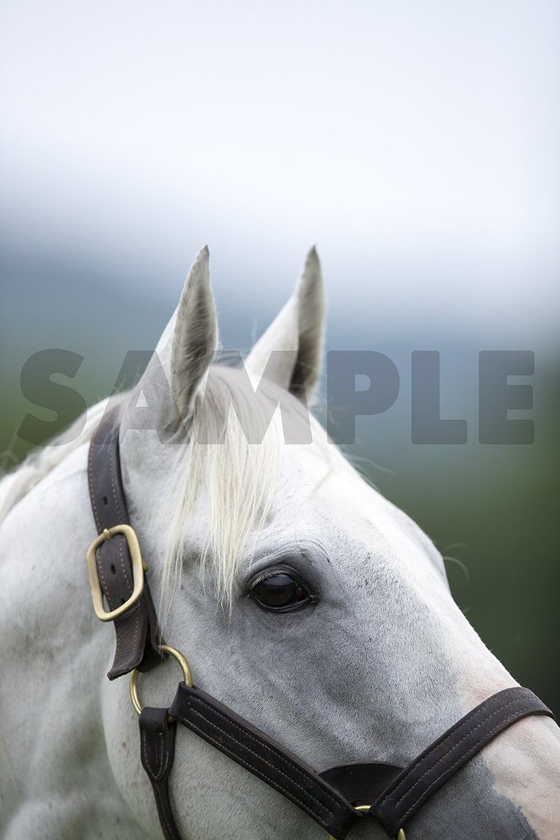 ゴールドシップ写真集 駿夏秋冬』 9/1(月)発売🐴 HMV限定表紙&特典付き