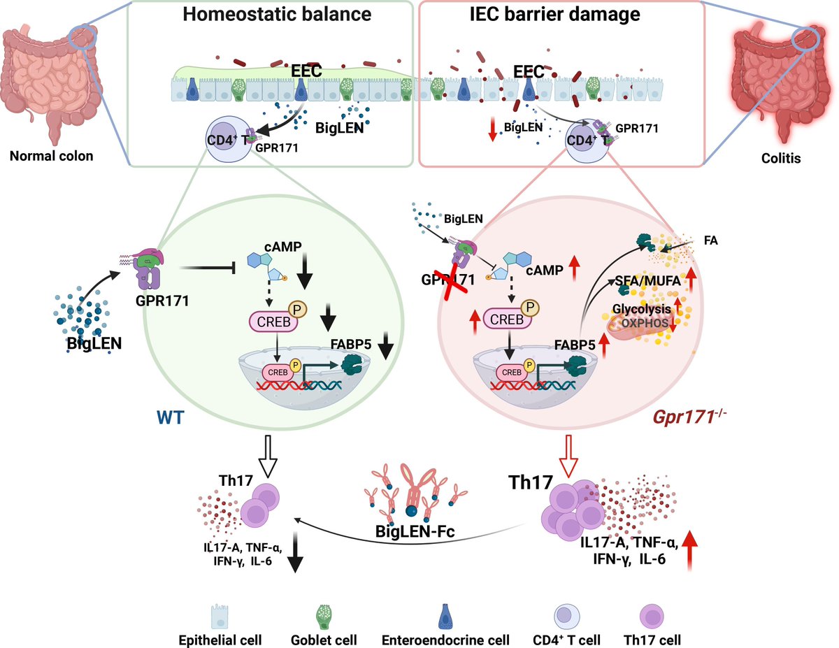Gut_BMJ's tweet photo. #GUTImage from the paper by Kou et al entitled
"GPR171 restrains intestinal inflammation by suppressing FABP5-mediated Th17 cell differentiation and lipid metabolism" via
https://t.co/hoIodl2tDu
#IBD #IntestinalInflammation https://t.co/jEAiefoPk7