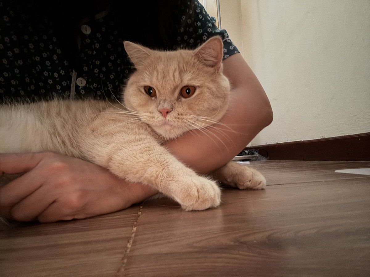 ได้อยู่บ้านในรอบหลายอาทิตย์ แมวไม่ห่างเลย 555