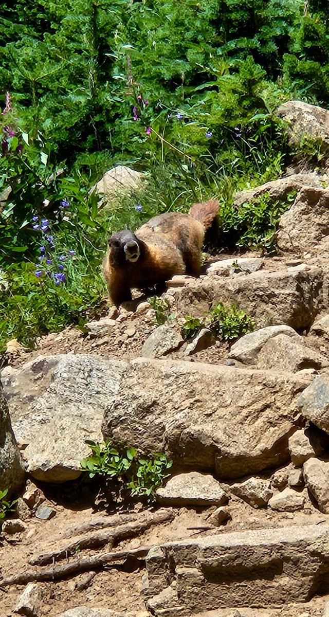 Hello marmot