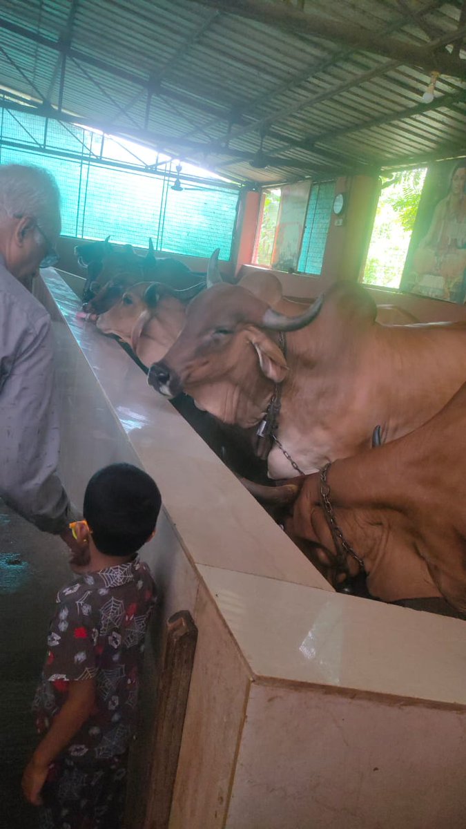 संत श्री आशारामजी बापूजी उल्हासनगर आश्रम की गौशाला जहां पर साधकों द्वारा बड़े निस्वार्थ भाव से प्रतिदिन सेवा की जाती है , गौमाता के पावन दर्शन का लाभ जरूर लें l
#SantShriAsharamjiBapu #guamata #cowgirl
#SantShriAsharamjiAshram #SantShriAsharamjiUNRAshram