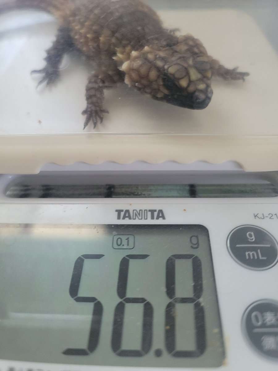 riririn1220's tweet photo. 7月30日産まれ5.9g
今日イエコとお水も飲んでくれて一安心
今年の子はちょっと神経質そう💦
去年産まれの子は父親譲りの爆食でモリモリ育ってます
産後のお母さんも元気🥰
#アルマジロトカゲ
#Ouroboruscataphractus https://t.co/RiQ9J34Gm8