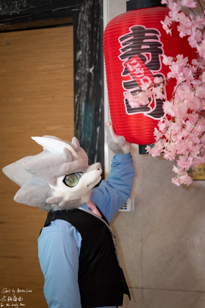 赏花还是赏灯笼？成年人表示都要。
📷：@龙栖海北 on bilibili
#FursuitFriday