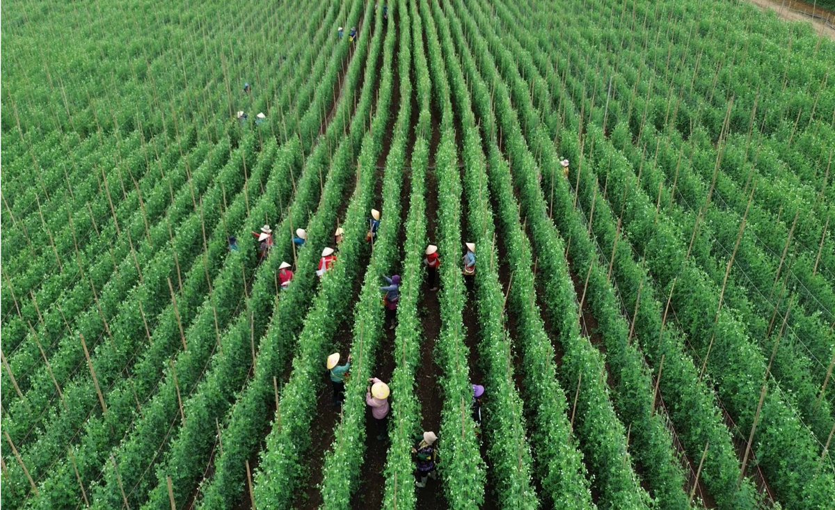 Vietnam's agricultural transformation is nothing short of remarkable. From post-war famine to a global export powerhouse, the journey is inspiring. 

Dive into this in-depth story: special.vietnamplus.vn/2025/07/31/vie…

#VietnamAgriculture #AgriExport #GlobalTrade