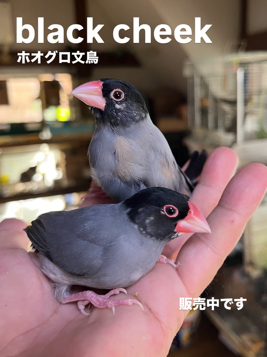 はなぶさ堂 on X