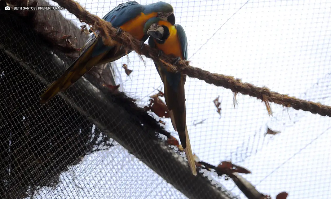 PDNewsBR's tweet photo. Gripe aviária: Morte de mais quatro aves fecha ao público zoológico do Rio de Janeiro
https://t.co/YxazdqD75c
#BIOPARQUE #GRIPEAVIáRIA #H5N1 #MORTE #RIODEJANEIRO #ZOOLóGICO https://t.co/lIZQAmn1ot