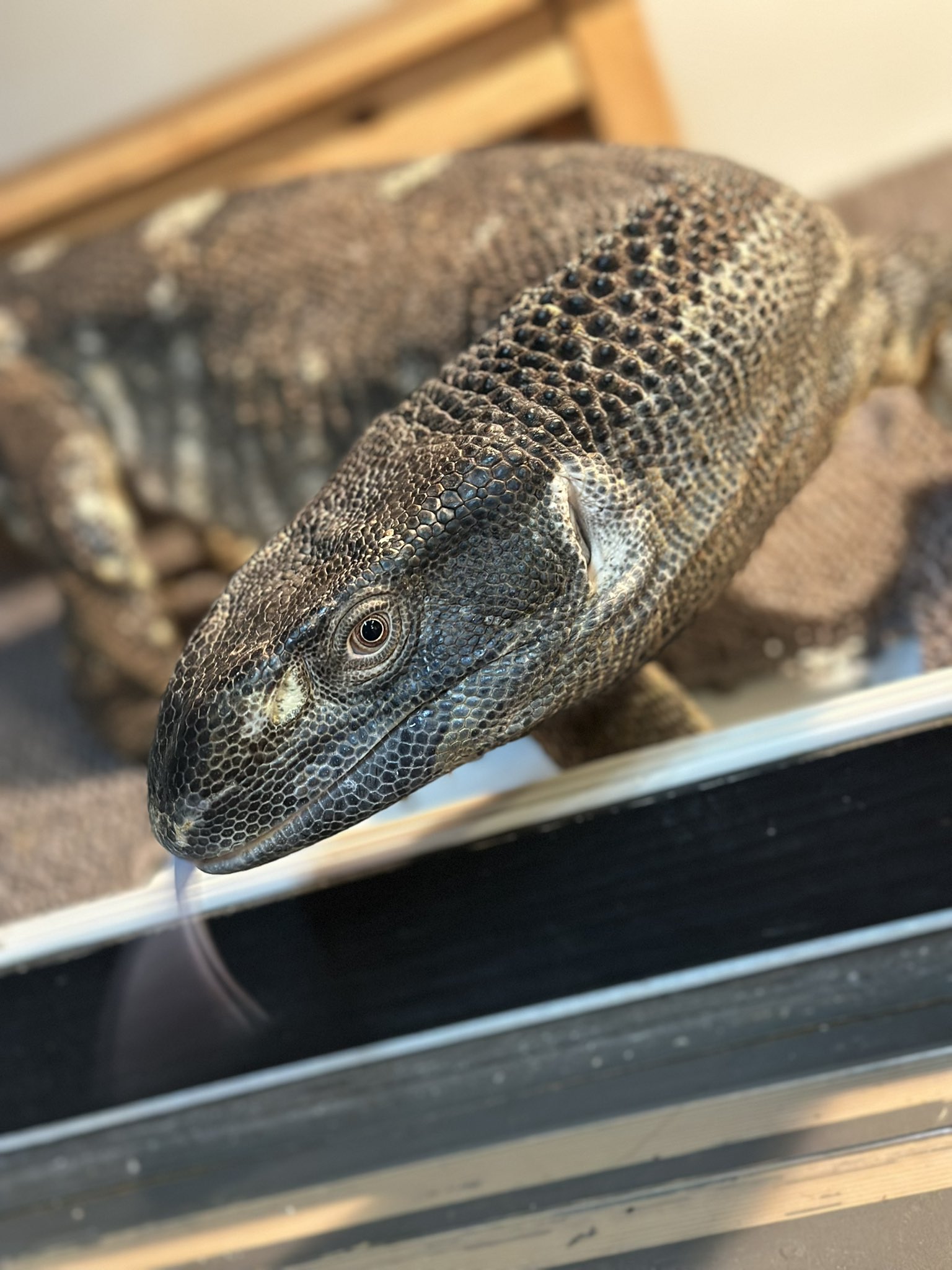 アフリカンロックモニター - Search / X