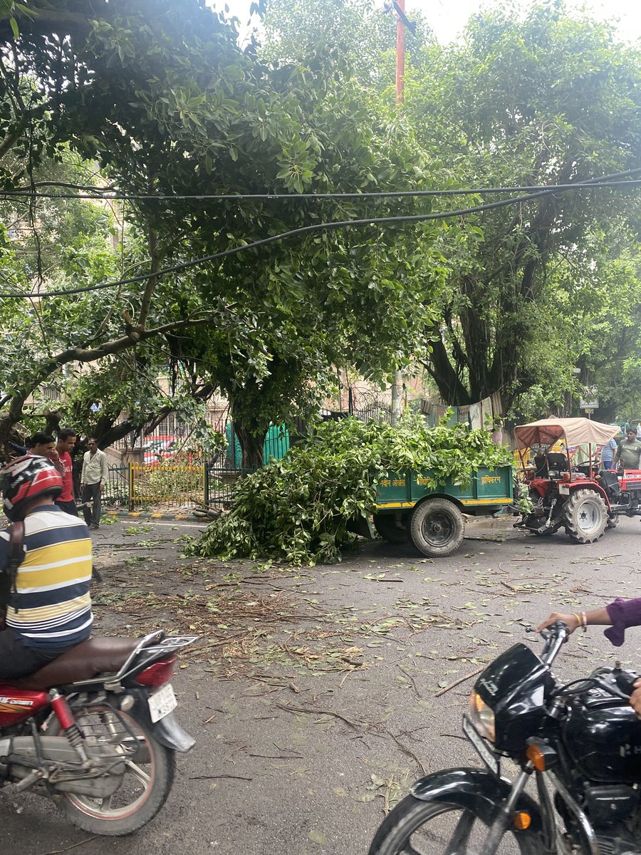 testanalystat's tweet image. Another Big/Old/Strong Shade Tree fell today on the Sector 62 - B Block Road, near GAIL Apartment. This was at least 4th or 5th one since May’25. Urging @noida_authority to take preventive actions to save the rest of these shade trees on this &amp;amp; another roads! CC @CeoNoida