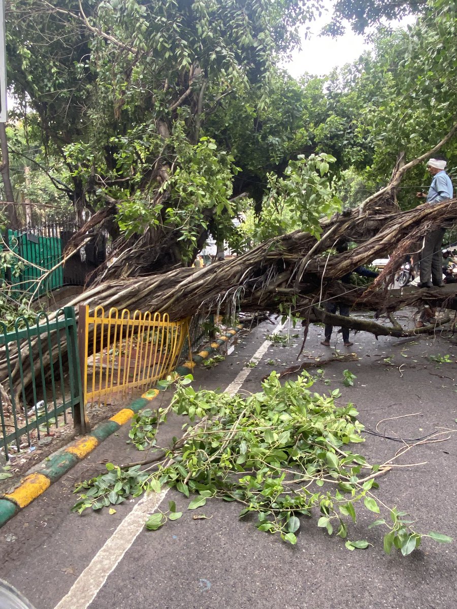 testanalystat's tweet image. Another Big/Old/Strong Shade Tree fell today on the Sector 62 - B Block Road, near GAIL Apartment. This was at least 4th or 5th one since May’25. Urging @noida_authority to take preventive actions to save the rest of these shade trees on this &amp;amp; another roads! CC @CeoNoida