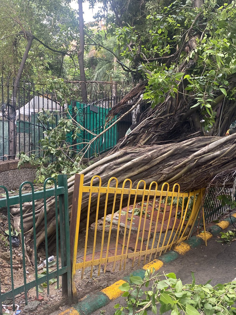 testanalystat's tweet image. Another Big/Old/Strong Shade Tree fell today on the Sector 62 - B Block Road, near GAIL Apartment. This was at least 4th or 5th one since May’25. Urging @noida_authority to take preventive actions to save the rest of these shade trees on this &amp;amp; another roads! CC @CeoNoida