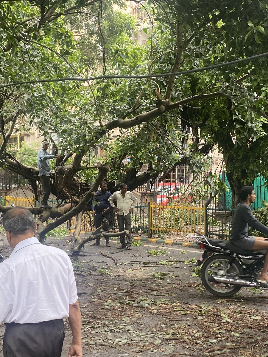 testanalystat's tweet image. Another Big/Old/Strong Shade Tree fell today on the Sector 62 - B Block Road, near GAIL Apartment. This was at least 4th or 5th one since May’25. Urging @noida_authority to take preventive actions to save the rest of these shade trees on this &amp;amp; another roads! CC @CeoNoida
