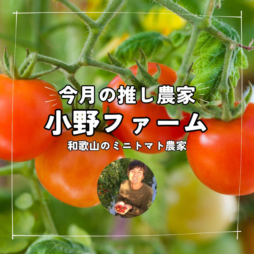 8月1日はtomajoの日！

----8月の推し農家----
“小野ファーム”HROさん

HROさんのつくる３種のミニトマトは絶品です!

さらにそのミニトマトを使った３種類のトマトジュースも当然ですが絶品です!

自信をもっておすすめします。
ぜひ、お試しください!

#tomajoDAO
#農村日和
#ミニトマト