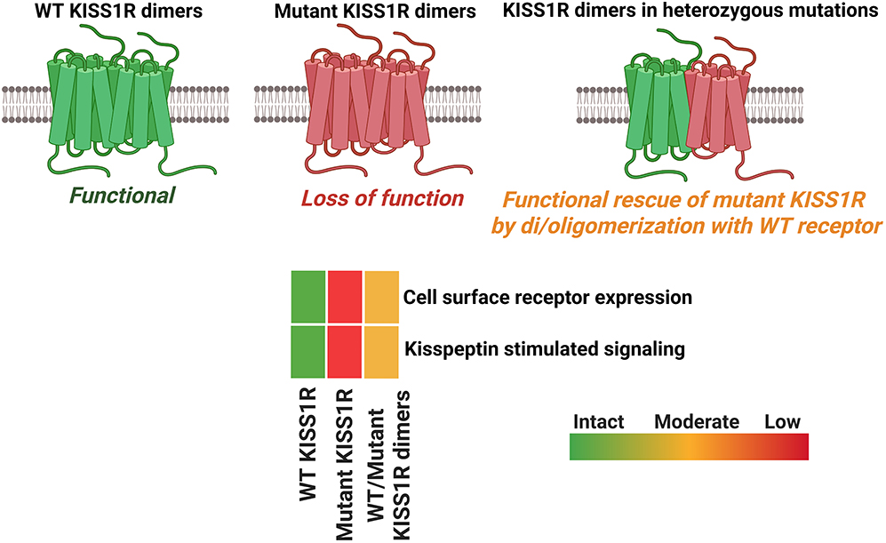 icmrnirwoh's tweet photo. #PublicationAlert
Human kisspeptin receptor (which regulates puberty onset) was demonstrated to form larger order complexes. When one copy of the receptor has a mutation, it can still join with a normal copy, and this helps restore its function.
Full-text: https://t.co/7KvOL1T35Q https://t.co/9SpbQ9Vq59