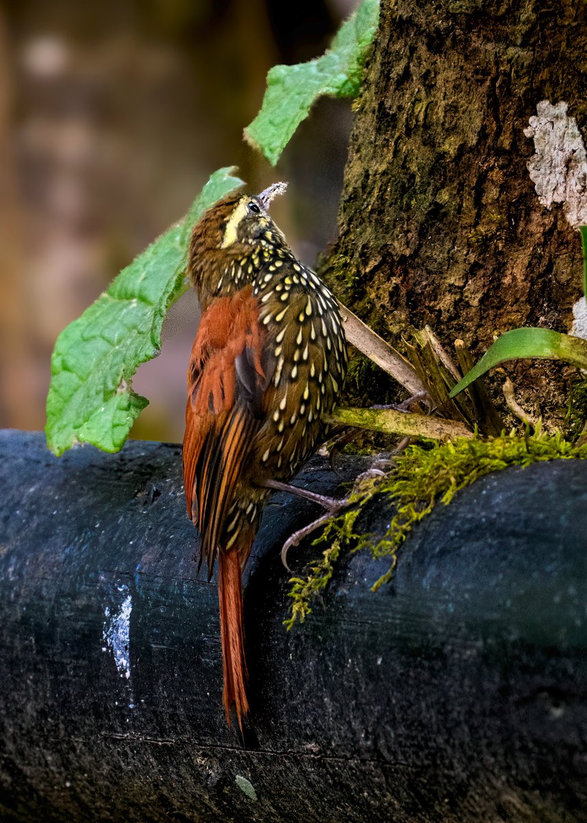 🌿✨ Tiny acrobat of the Andes — the Pearled Treerunner glides like poetry on bark.
#IndiAves #BirdWatching #WildBeauty #BirdsOfTheWorld #AvianElegance #naturelovers #WildlifeWonders #NatureBeauty #BirdsOfTwitter #TwitterNatureCommunity #BBCWildlifePOTDatat