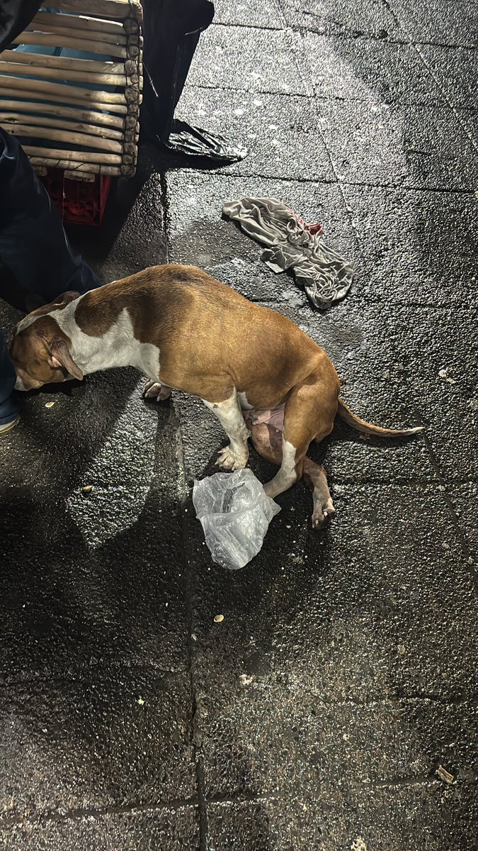 FundacionToby's tweet photo. Imagínate estar con dolor por qué te lastimaron las patas y encima empapada temblando de frío…

Así está la situación de esta perrita afuera de metro olivos dirección Tláhuac.

Por favor estimada @LetyVarela creen que brigada pueda asistirla? 
Nosotros nos comprometemos a promoverla para adopción o recibirla en cuanto tengamos un lugarcito disponible 🥹

O alguien cerca de la zona que la pueda resguardar?