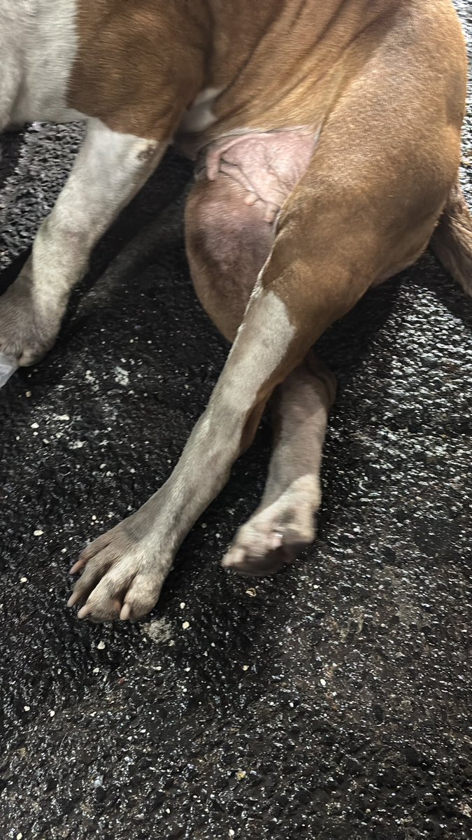 FundacionToby's tweet photo. Imagínate estar con dolor por qué te lastimaron las patas y encima empapada temblando de frío…

Así está la situación de esta perrita afuera de metro olivos dirección Tláhuac.

Por favor estimada @LetyVarela creen que brigada pueda asistirla? 
Nosotros nos comprometemos a promoverla para adopción o recibirla en cuanto tengamos un lugarcito disponible 🥹

O alguien cerca de la zona que la pueda resguardar?
