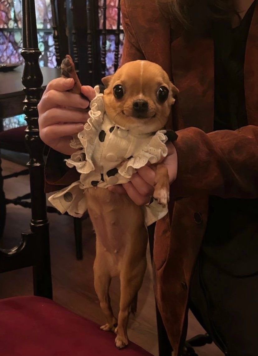 💖 (@twaniimals) on Twitter photo 