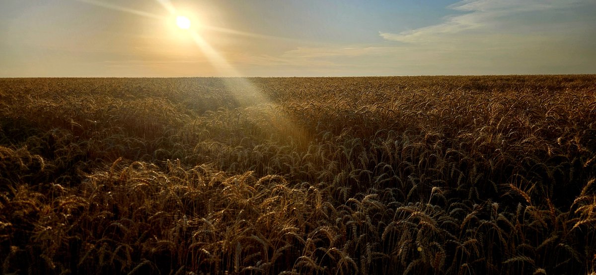 Jeff Hamlin tweet media