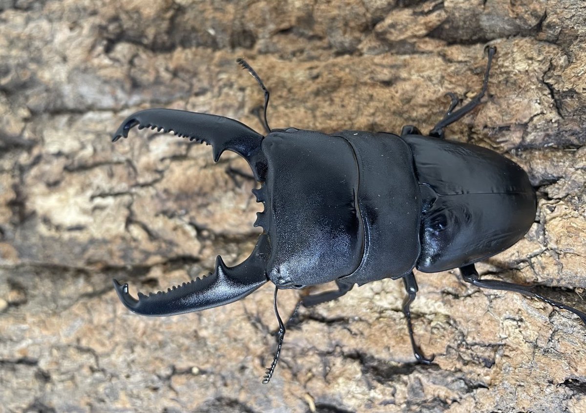 レイ・インセクト・ショップ 新入荷商品 – クワガタムシ・カブトムシ昆虫専門店COLORS