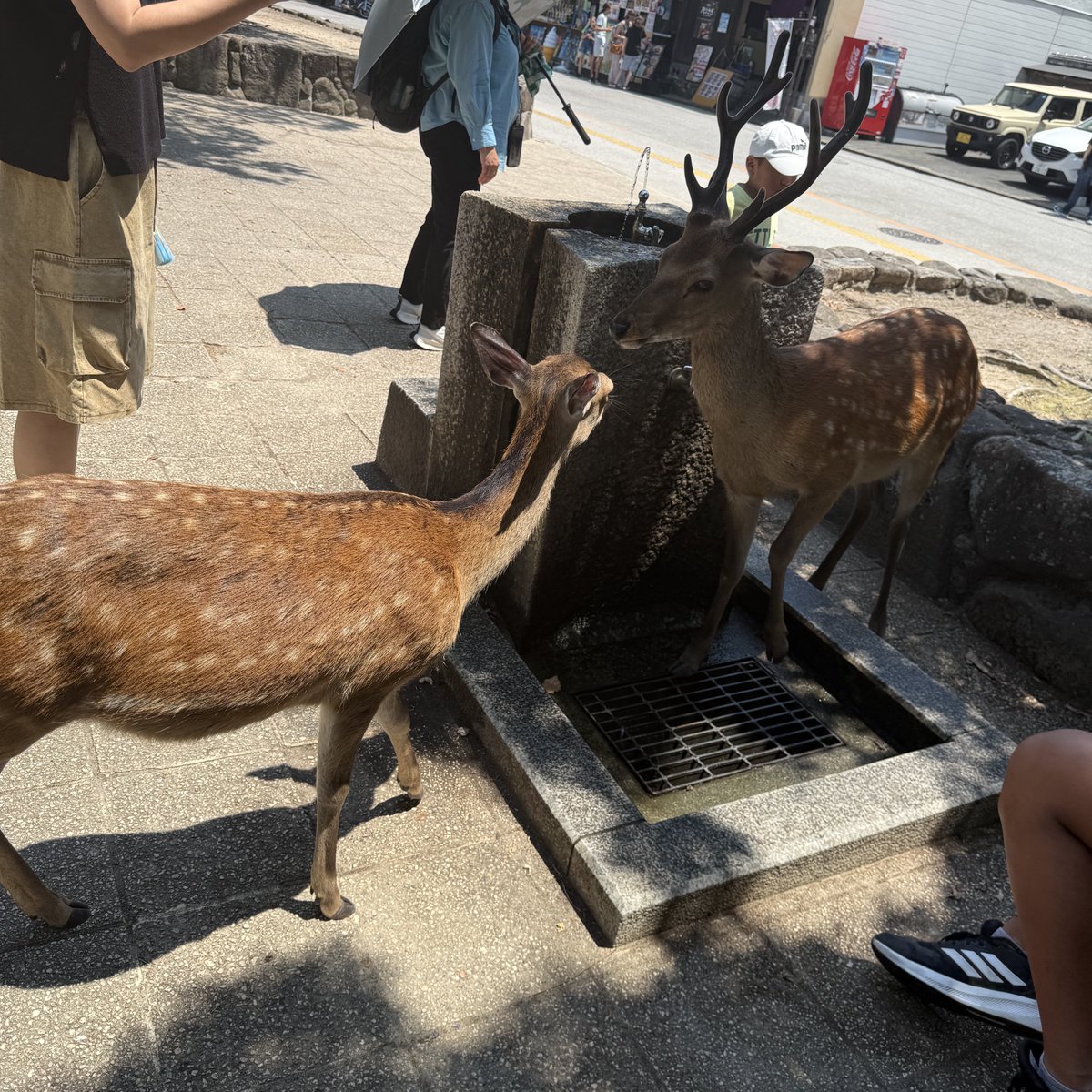 애들 가고 사슴과 조우하는 사람 어때