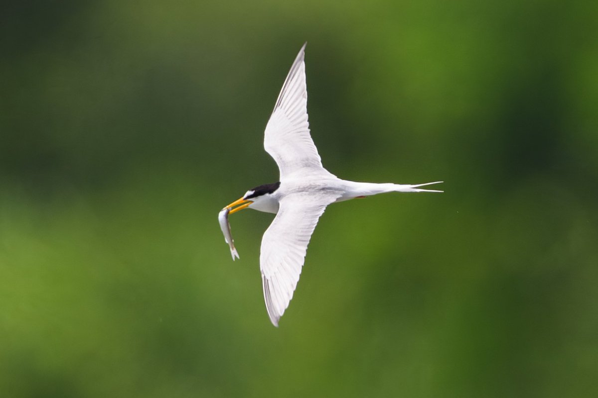 ご馳走だ〜😍
#野鳥
#コアジサシ
#Nikon
#Z9
#z600mmf4tc
#gallery_no8
#私とニコンでみた世界