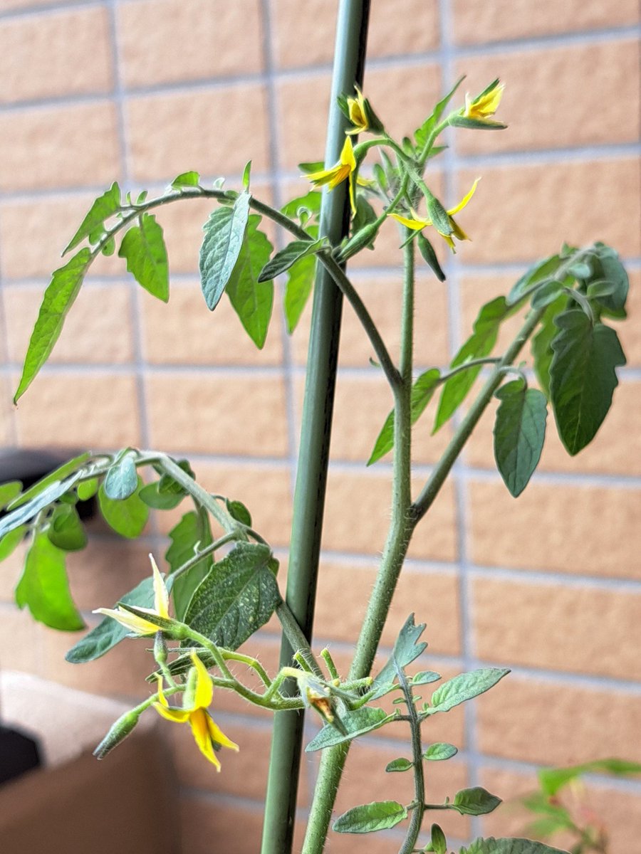 みののこ． tweet media