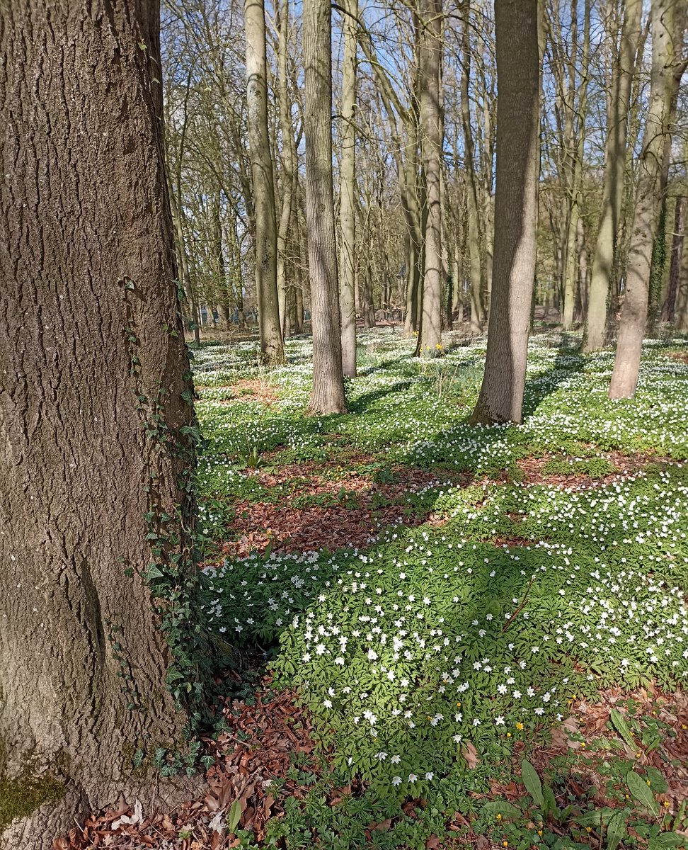 L'Arbre trace un Chemin. 
Si je le suis. 
Sortirai-je de la forêt ?
Où irai-je vers d'autres ombres ?
Douce journée à Vous.