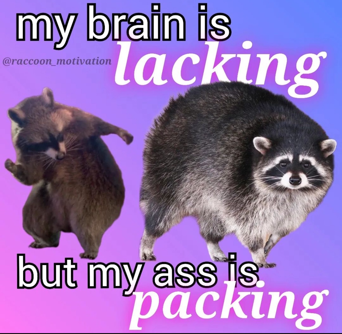 raccoonesthetic's tweet image. 