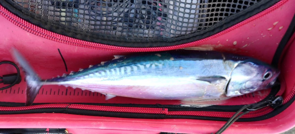 潮色が良くなったらしいので、台風の前に片浜海岸へ

弓角でマルソウダ35とワカシ25縺れ3枚の計4枚

帰りにさわやかでハンバーク食べようと思ったら2時間待ちで断念😢