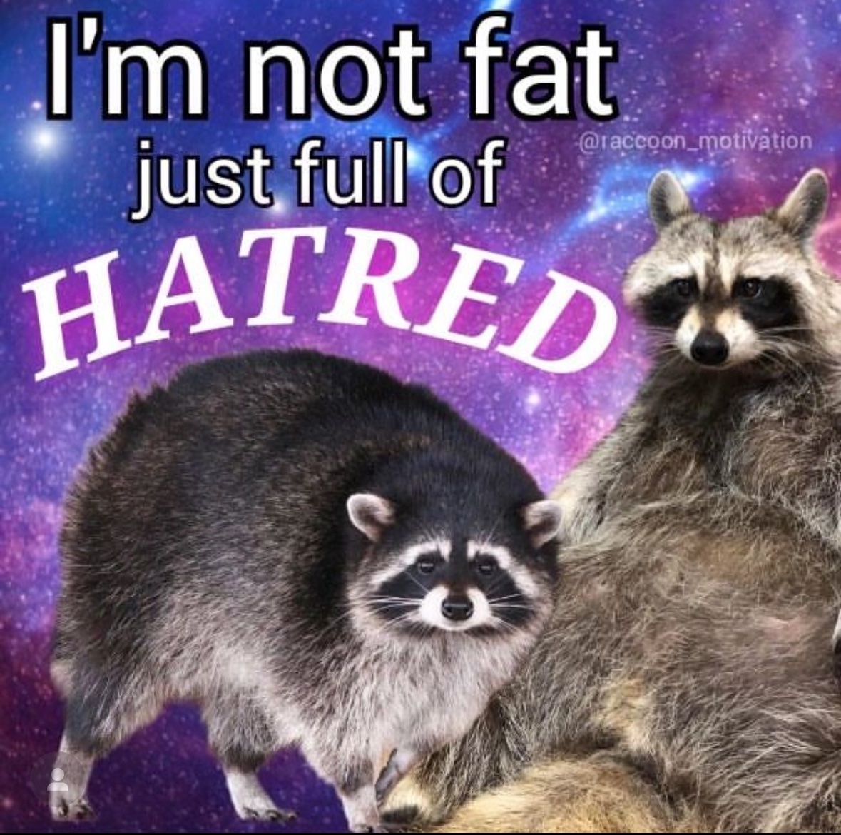 raccoon aesthetic. (@raccoonesthetic) on Twitter photo 