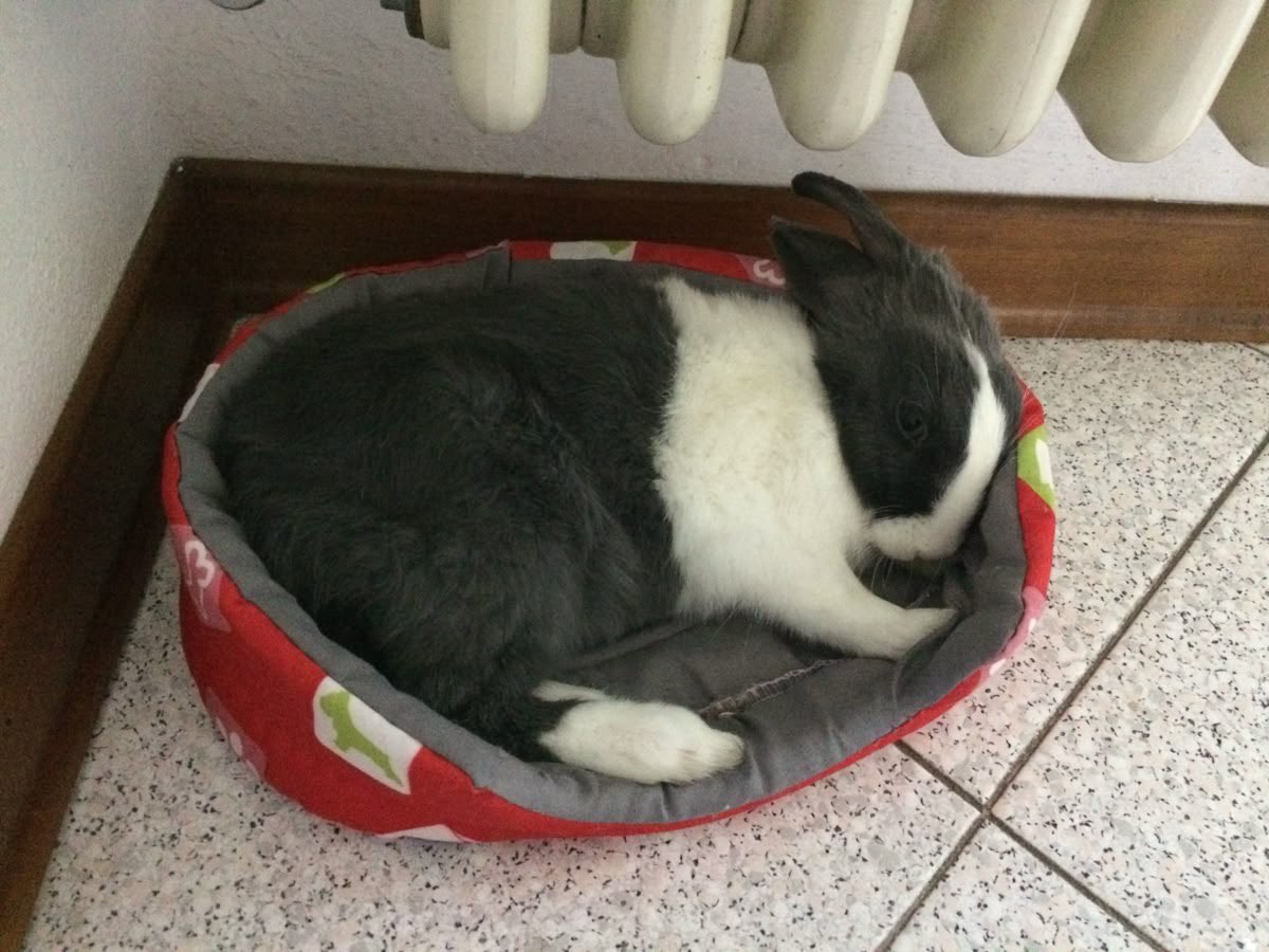 Bunnies (@bunnies) on Twitter photo 