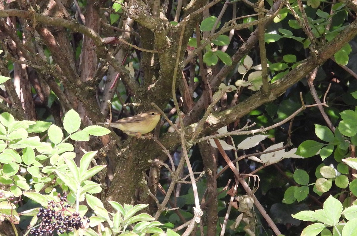 Amazing start to August for me with a productive 1.5 hour visit to Beer Head this morning. A proper autumn flurry of migrants with singles of Pied and Spotted Fly, Lesser and Common Whitethroat, Wheatear and Sedge Warbler and 22+ Willow Warblers. Absolutely loved it! #birding