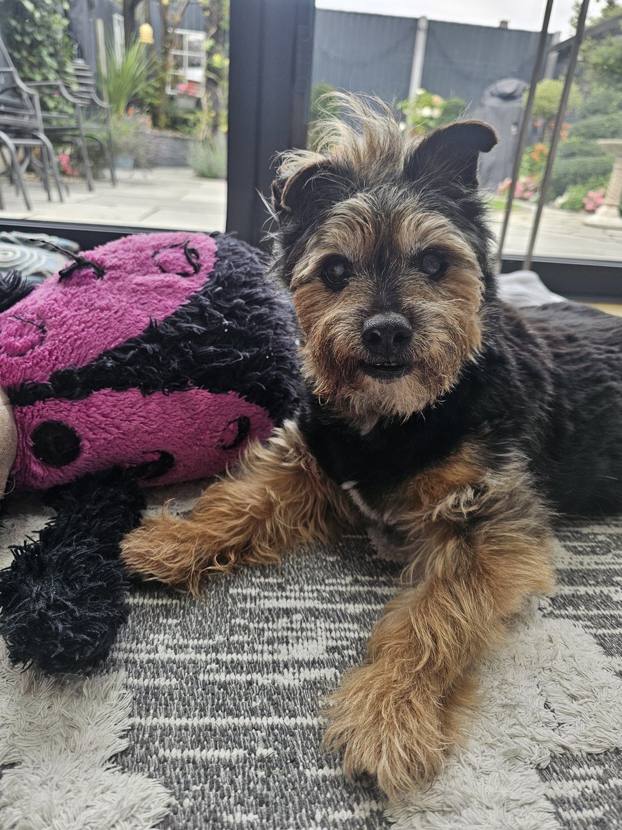 bo_boesbear's tweet image. Her is WfH tuday so me is chilling in me crib an don haff to go to gwannie n gwandads 
Me blondie #Mohawk is wukking slendifulusss tuday