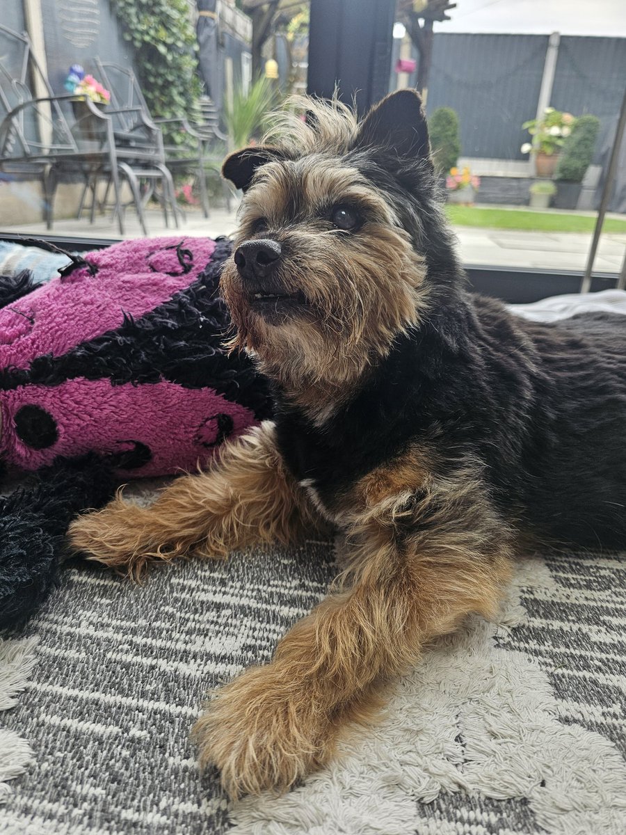 bo_boesbear's tweet image. Her is WfH tuday so me is chilling in me crib an don haff to go to gwannie n gwandads 
Me blondie #Mohawk is wukking slendifulusss tuday