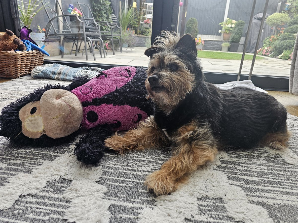 bo_boesbear's tweet image. Her is WfH tuday so me is chilling in me crib an don haff to go to gwannie n gwandads 
Me blondie #Mohawk is wukking slendifulusss tuday