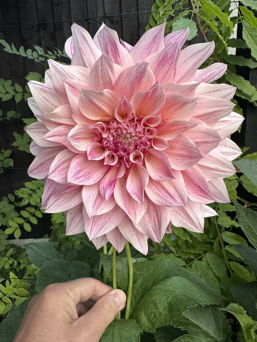 Shall we start the Month off with a thread of floral gloriousness?  
Yes why not!