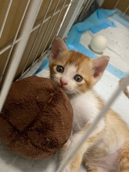 littleyinyinx's tweet photo. ฝากหาบ้านให้แมวส้มเด็ก 🍊🐈
- ส้มขาวเด็กชาย ส้มสลิดเด็กหญิง
- อายุประมาณ 1 เดือน
- น้องๆ ร่าเริง แข็งแรง สะอาด ขี้เล่นน่ารักมากเลยค่ะ
📌 พิกัด : สยาม กรุงเทพ
#หาบ้านให้น้องแมว #แมวหาบ้าน https://t.co/G7UDDoGVBX
