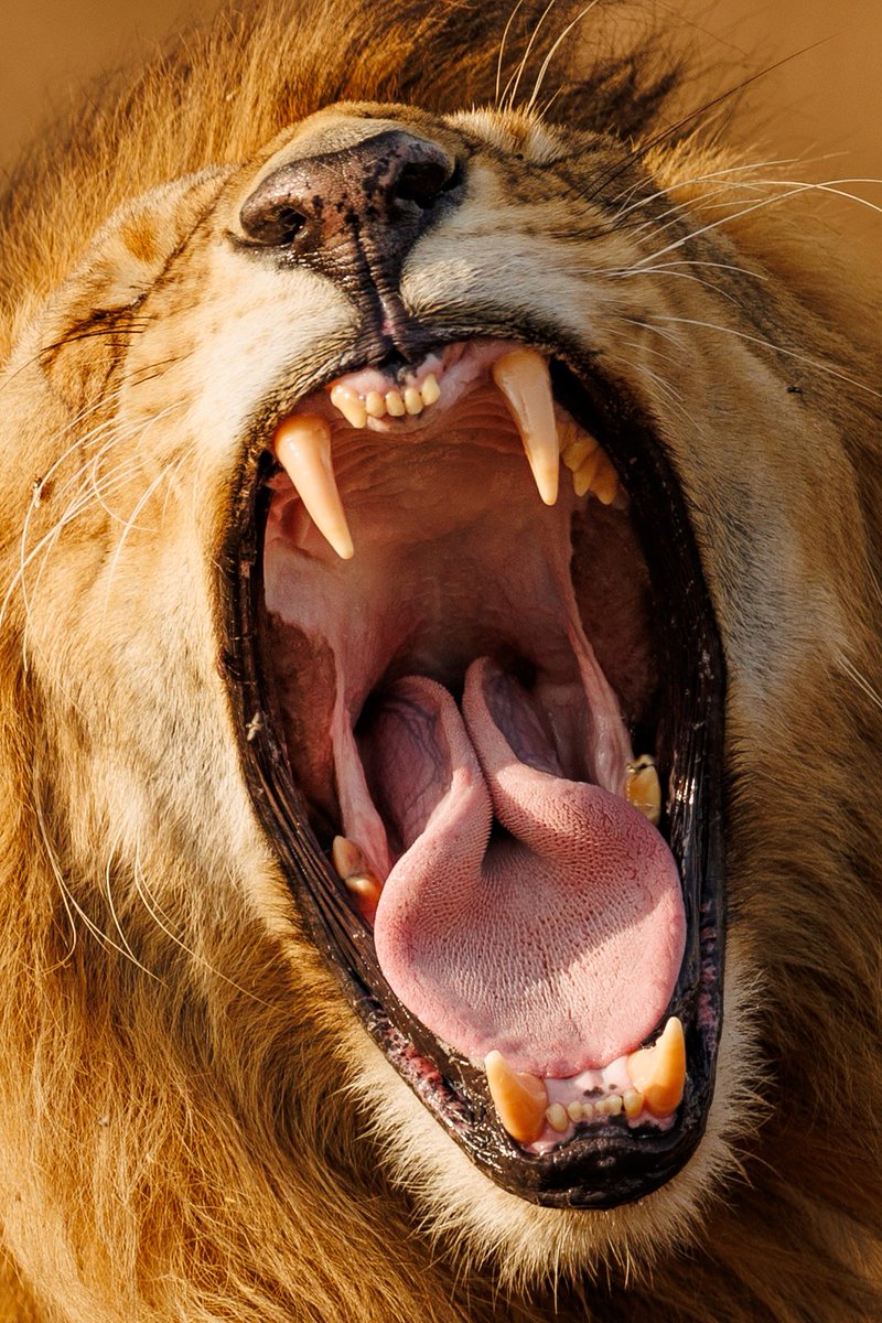 The showmanship of a catwalk king, secure in his seductive presence on camera. #SeeTheSigns #IsharaMara

Canon EOS R3
400mm, f/2.8, 1/1250 sec, ISO 250