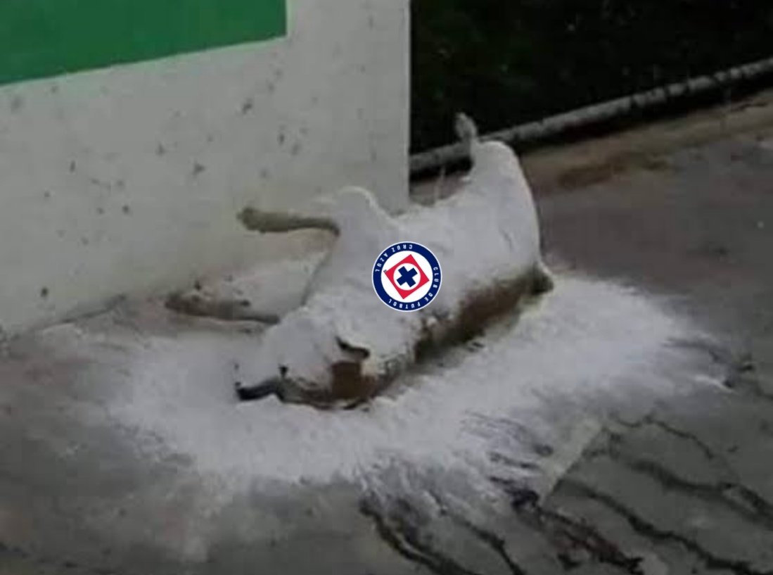 chicharored's tweet image. Jajajajaja a chingar a su madre pinche aficiom sidosa jajaja