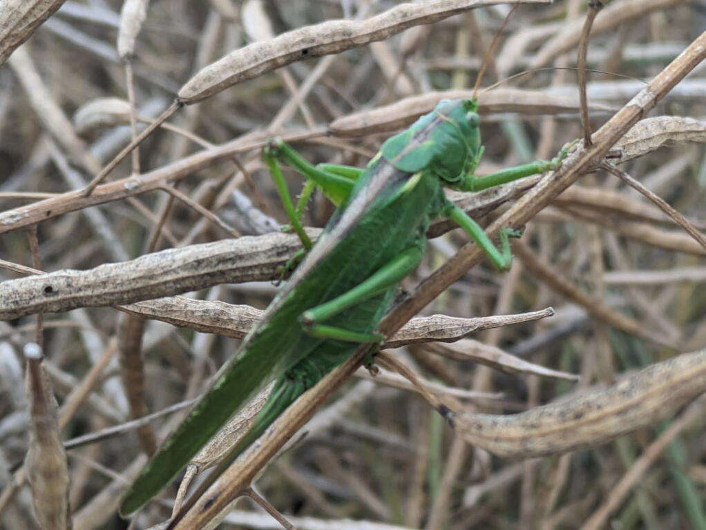 Sur une population de 450 millions d'hab seuls 2millions de Francais manipulés refusent aux agriculteurs le droit de cultiver en protégeant leur cultures. Heureusement pour nous rassurer la biodiv de nos parcelles jalonne les améliorations des impacts de nos pratiques agricoles