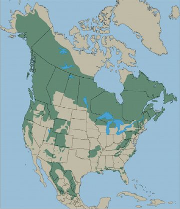 coachanthony79's tweet photo. @DominicTV Maps showing you what areas to avoid. Black bears on the left, alligators on the right. The #DominicCarterClub will help you find a safe place to vacation!!! https://t.co/4GcspXXXx1