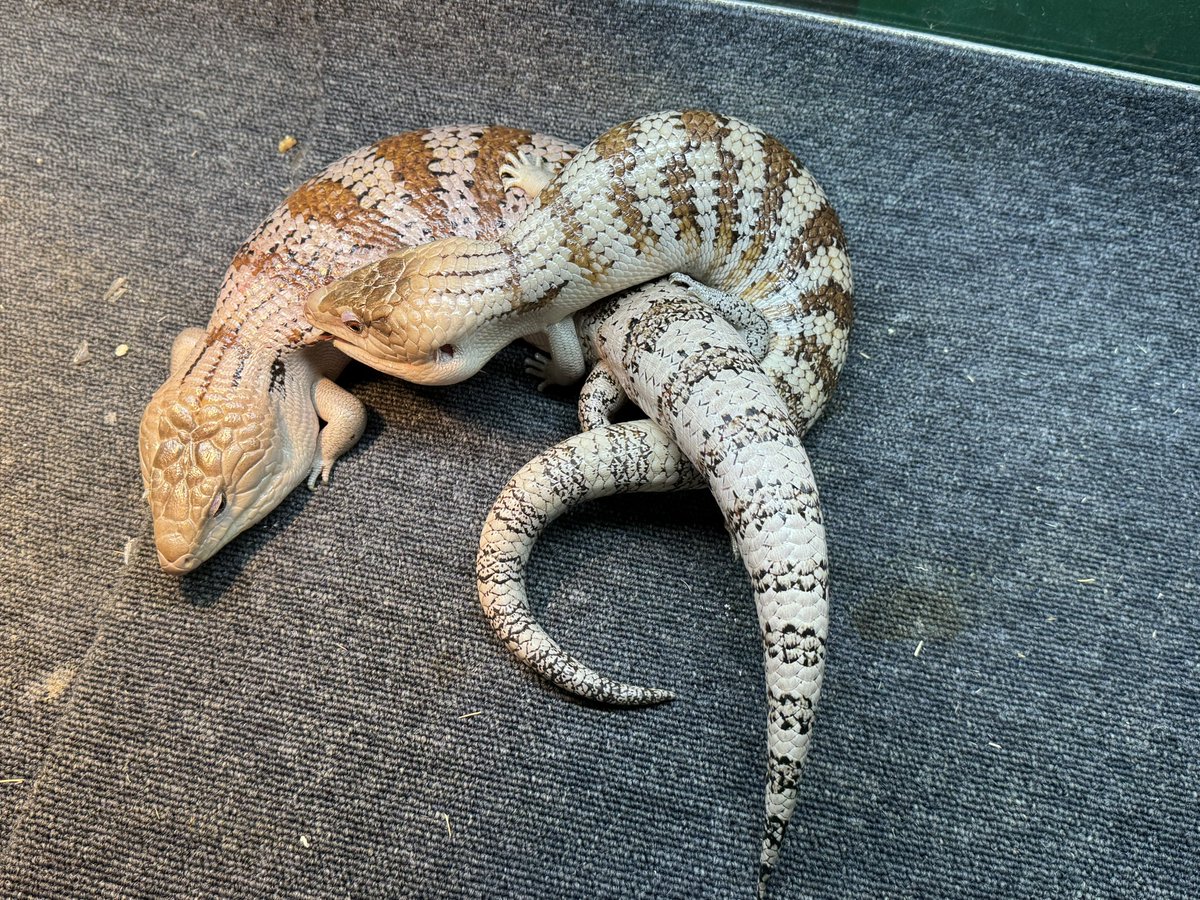 クロスアオジタトカゲ

両親とも
Northern Bluetongue Skink
×
Tiliqua gigas evanescens

成長すると親の様に明るい個体になります。

1匹20000円税込