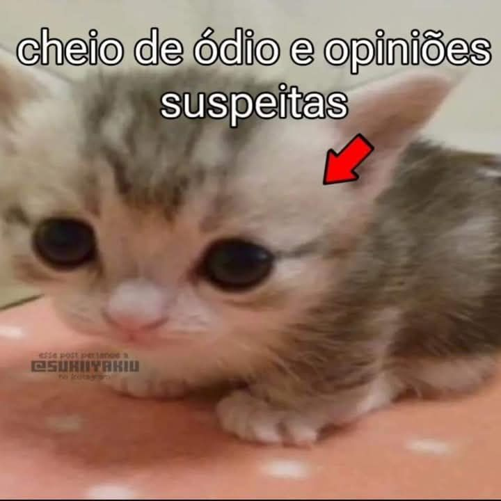 perfil dedicado a gatinhos e peitos (@odeiootaco) on Twitter photo 