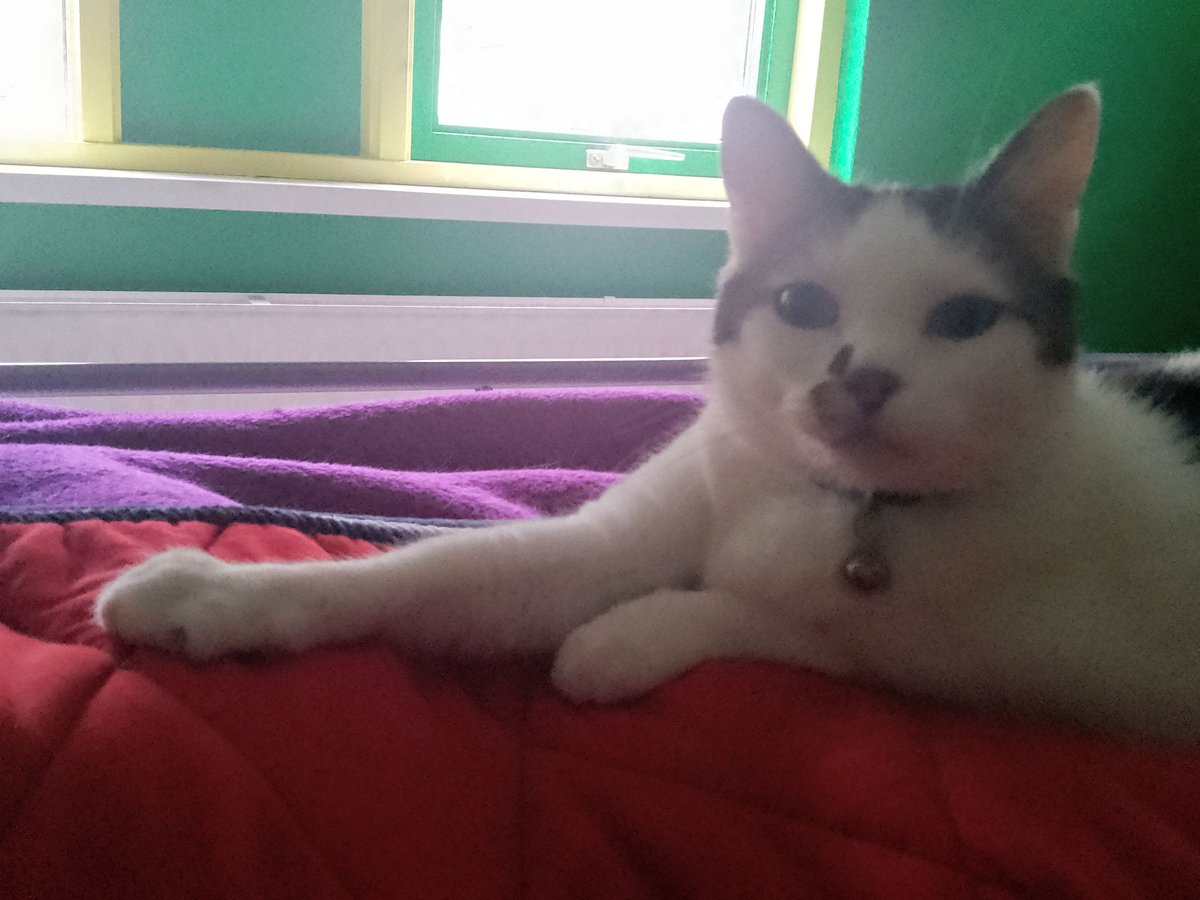 It be #FrontpawFriday and I go take it eesee today. 

My trend be open for folo.