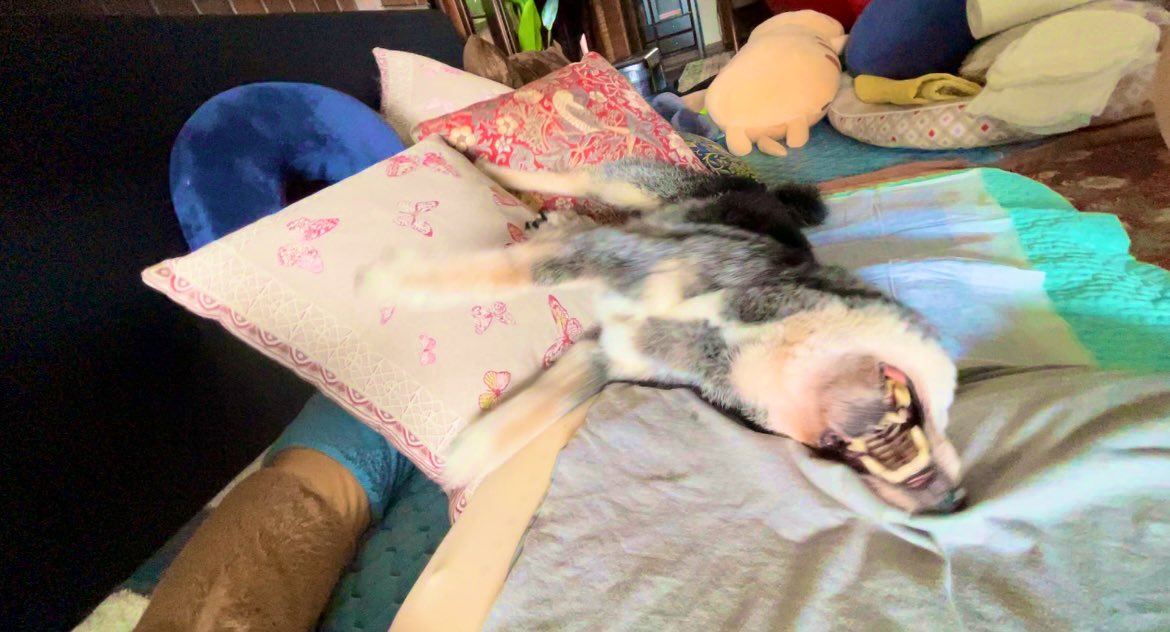 たぬ吉 (@manmaru063061) / Posts / X