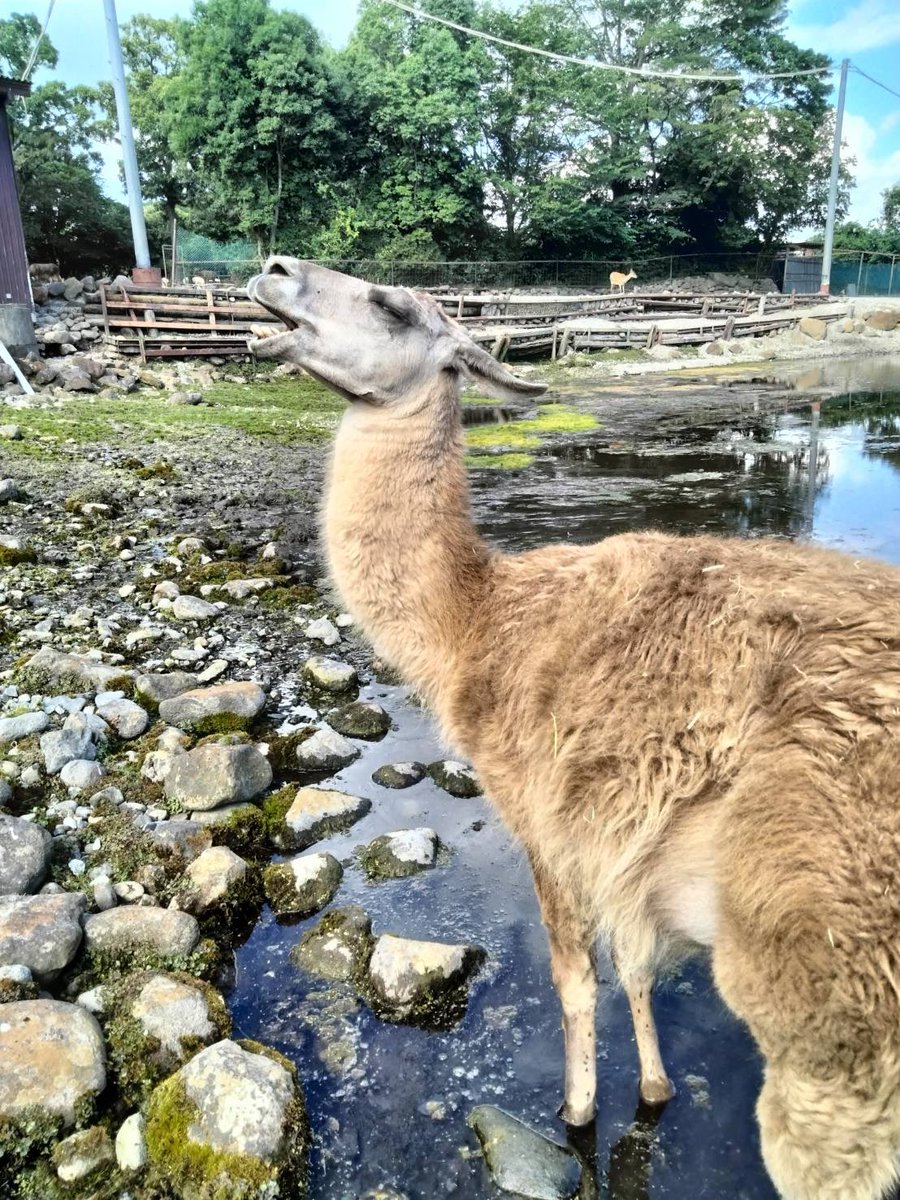 NASU_SAFARIPARK's tweet image. 屋根下の次は池の中へ涼みに来ました！
とっても気持ちよさそうです🤭
#那須サファリパーク #ラマ #llama